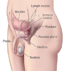 anatomie prostate